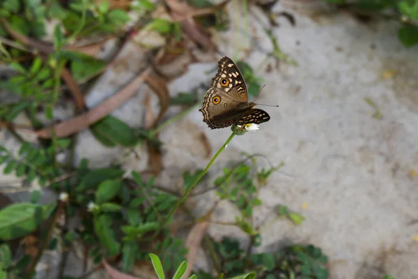 Selective Focus Shot Lemon Pansy Butterfly Open Wings Perched Flower — Stock Photo, Image