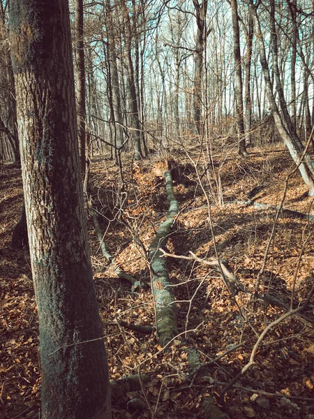 Tiro Vertical Tronco Árvore Caído Floresta Com Ramos Sem Folhas — Fotografia de Stock