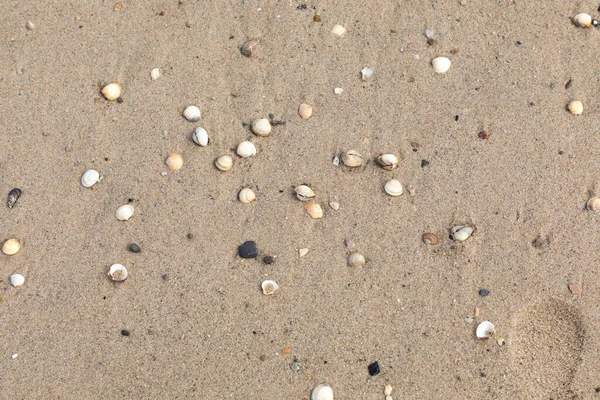 Top View Closeup Shot Tiny Seashells Seashore — Stock Photo, Image