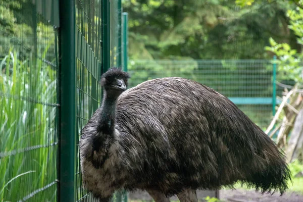 Tiro Seletivo Foco Emu Preto Jardim Zoológico — Fotografia de Stock