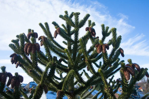 Ângulo Baixo Close Tiro Uma Árvore Chamada Araucaria Araucana — Fotografia de Stock