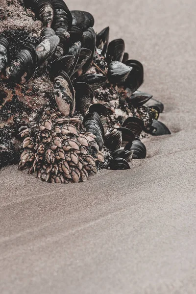 Eine Vertikale Aufnahme Von Muscheln Einem Sandigen Ufer — Stockfoto