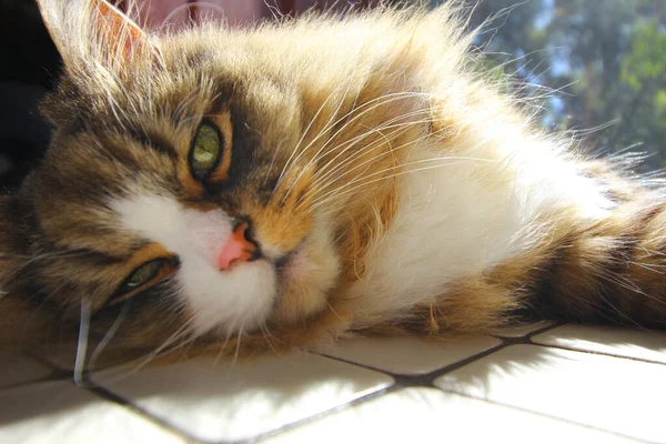 Een Close Shot Van Een Schattige Bruine Witte Kat Liggend — Stockfoto