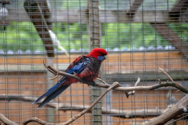 Egy Szelektív Fókusz Felvétel Rosella Papagájról Állatkertben — Stock Fotó