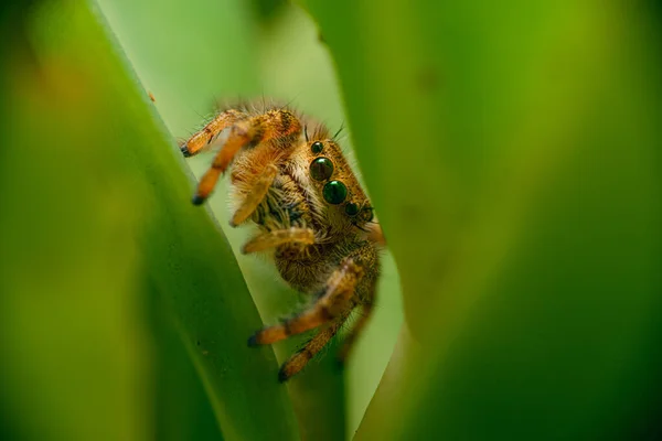 Ett Makro Skott Spindel Grön Växt Naturen — Stockfoto