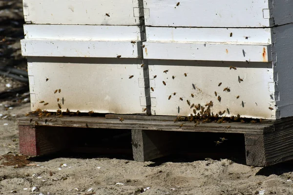 Close Shot Honey Bee Boxes Pollination — Stock Photo, Image