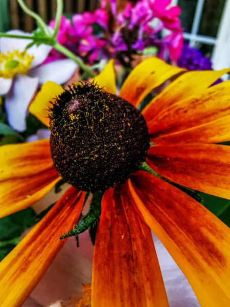 Eine Vertikale Nahaufnahme Einer Orangefarbenen Sonnenblume Auf Verschwommenem Hintergrund — Stockfoto