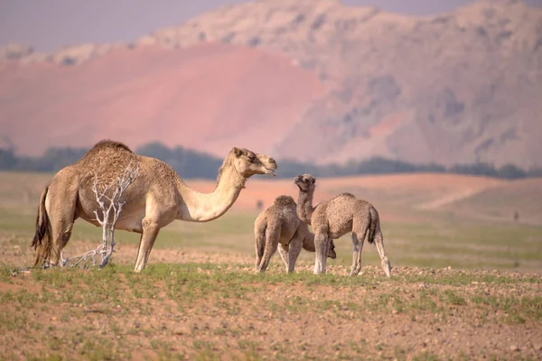 Een Selectieve Focus Shot Van Kameel Baby Kamelen Eten Gras — Stockfoto
