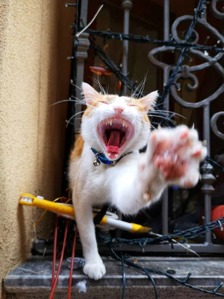 A vertical shot of an aggressive cat hissing at the camera and ready to attack