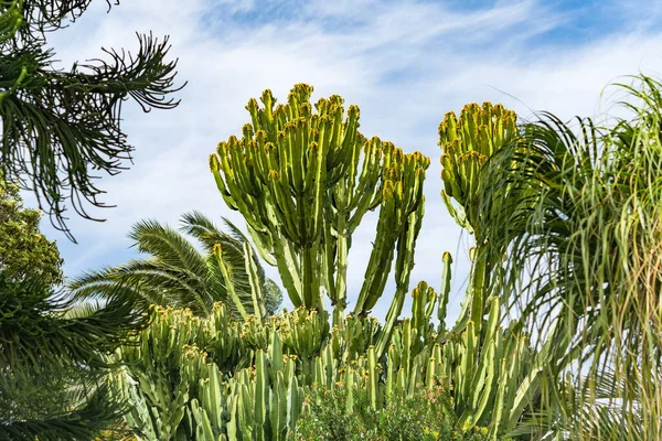 Primer Plano Cactus Hojas Helecho Campo Bajo Luz Del Sol — Foto de Stock