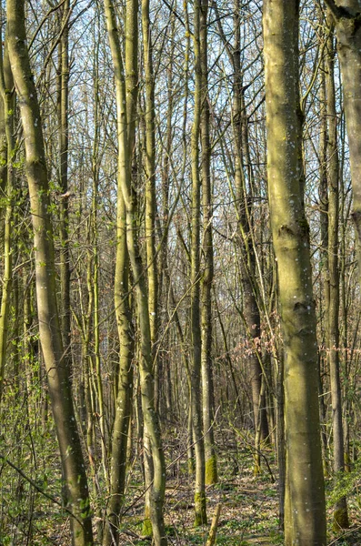 Tiro Vertical Troncos Árvore Uma Floresta — Fotografia de Stock