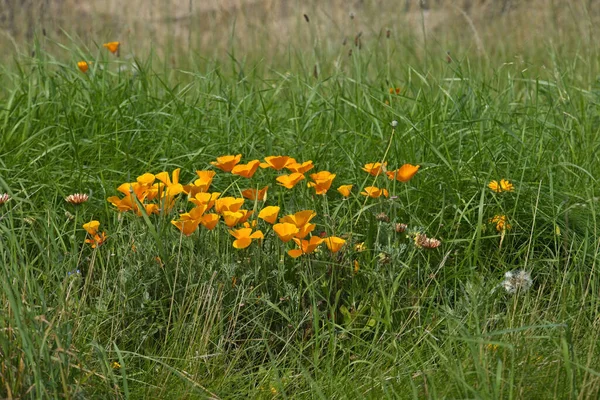 Ein Schöner Schuss Gelber Eschscholzien Tag Auf Einem Feld — Stockfoto