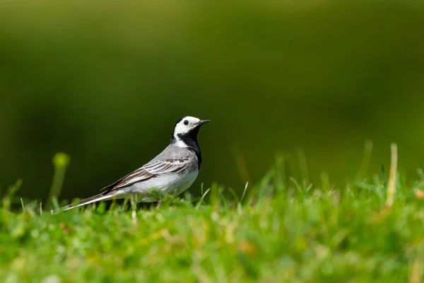 Nahaufnahme Eines Bachstelzenvogels Der Auf Dem Frischen Weichen Gras Hockt — Stockfoto