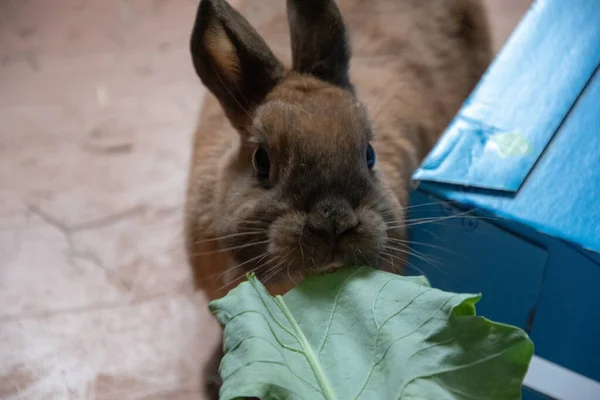 Closeup Shot Cute Brown Fluffy Rabbit Eating Leaf — Stock Photo, Image