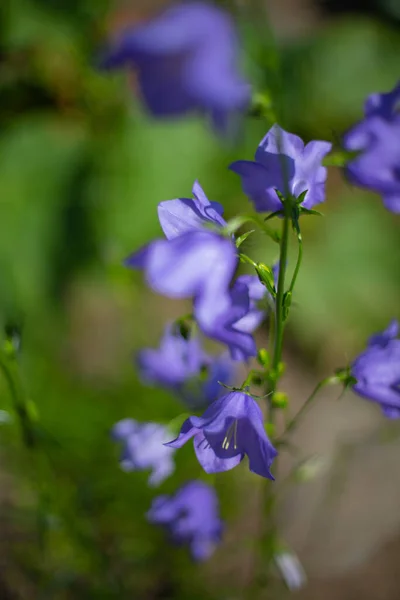 Rincian Mekar Biru Persik Berdaun Bellflowers Campanula — Stok Foto