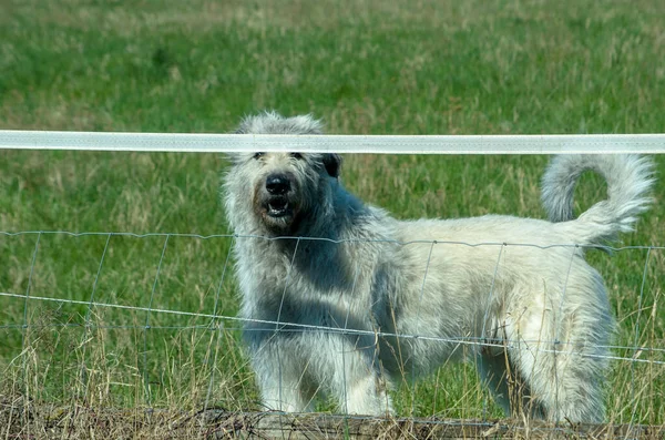 Közelkép Egy Imádnivaló Farkaskutyáról Zöld Füvön — Stock Fotó