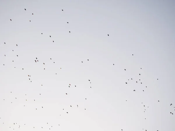 一只低角的鸟群在光滑的灰蒙蒙的天空中飞翔 — 图库照片