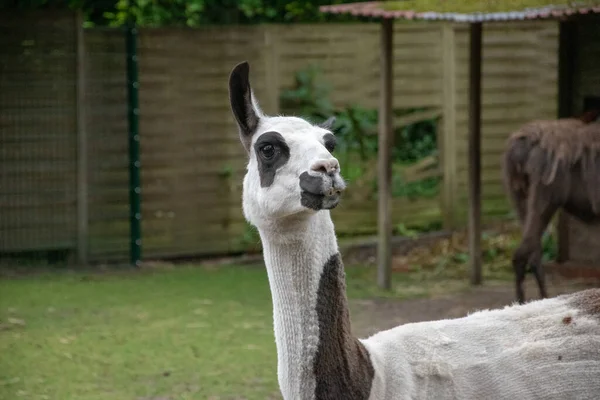 Une Mise Point Sélective Lama Mignon Dans Zoo — Photo