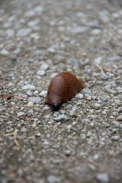 Selektiv Fokusbild Kula — Stockfoto