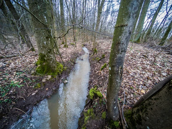 Schöne Aufnahme Eines Herbstlichen Waldes — Stockfoto