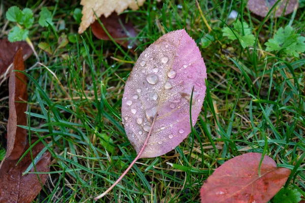 Een Close Van Herfstbladeren Met Regendruppels Gras — Stockfoto