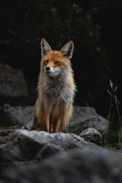 森の中の岩の上をキツネが歩く垂直ショット — ストック写真