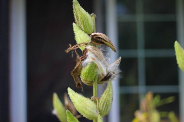 A shallow focus shot of milkweed seed clipart