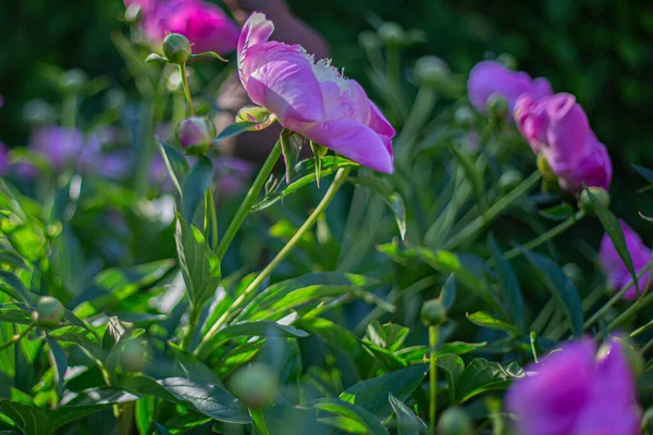 Nahaufnahme Von Rosa Pfingstrosenblüten Der Morgensonne — Stockfoto