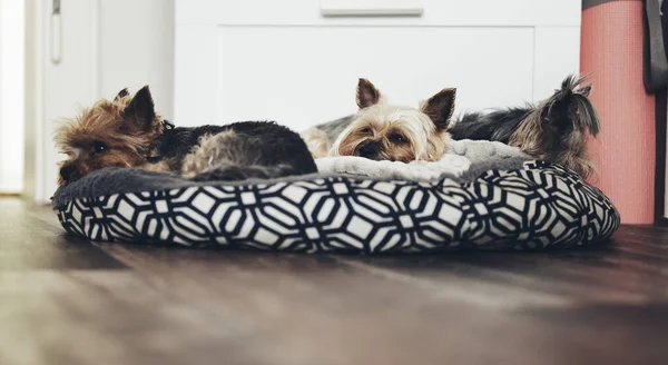 三个约克郡的小狗躺在家里的狗床上 — 图库照片