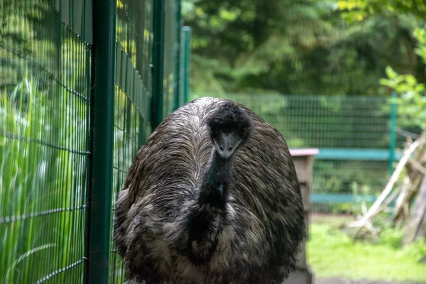Hayvanat Bahçesindeki Siyah Devekuşunun Seçici Odak Noktası — Stok fotoğraf