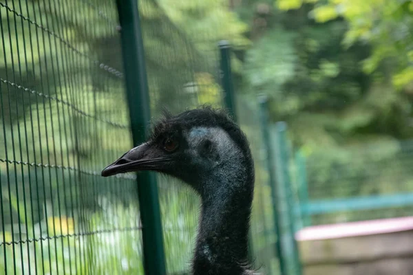 Μια Επιλεκτική Φωτογραφία Του Μαύρου Emu Στο Ζωολογικό Κήπο — Φωτογραφία Αρχείου