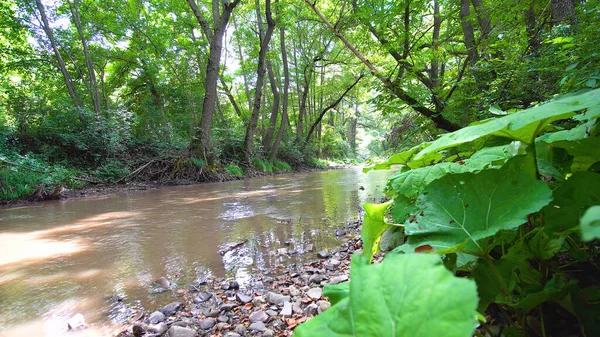 Una Hermosa Toma Río Bosque Verde Brillante —  Fotos de Stock