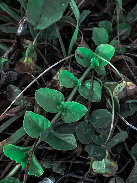 Vertical Closeup Shot Bright Green Leaves Branches Forest Floor — Stock Photo, Image