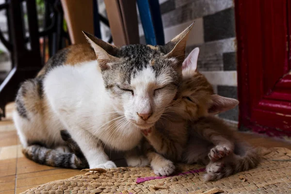แมวข งและแมวสามส วยก — ภาพถ่ายสต็อก