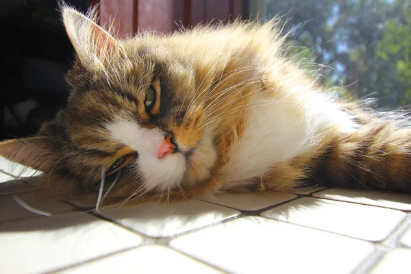 緑の目をした美しいふわふわの猫のクローズアップ — ストック写真