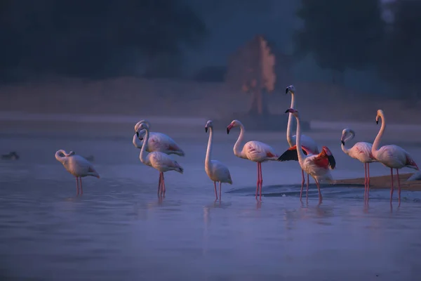 Eine Selektive Fokusaufnahme Von Flamingos Wasser — Stockfoto