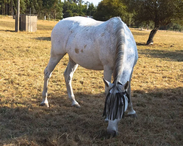 昼間は牧草地で孤独な白馬の放牧 — ストック写真
