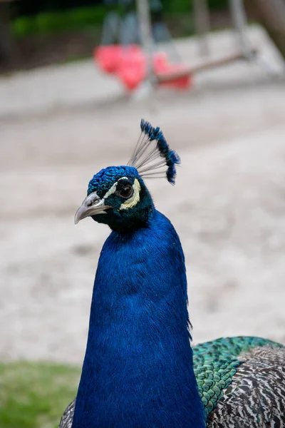 Bir Peafowl Seçici Odak Noktası — Stok fotoğraf