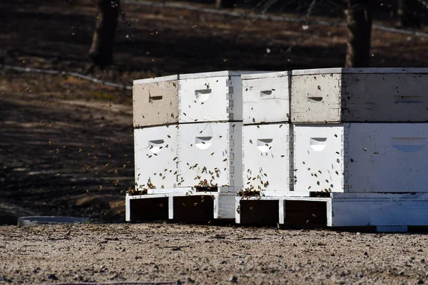 Paisaje Cajas Abejas Durante Período Polinización —  Fotos de Stock