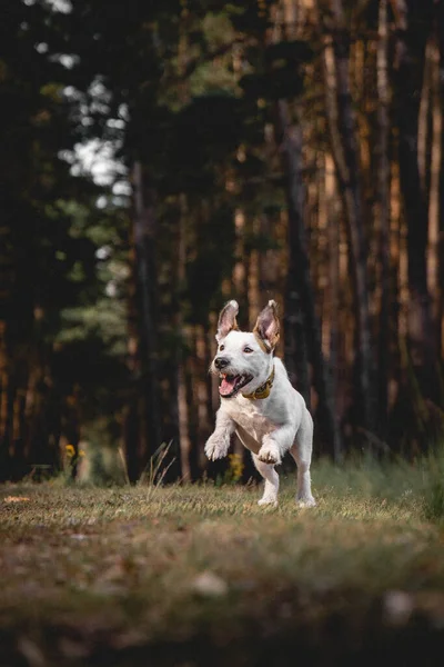 Lindo Perro Toro Terrier Blanco Jugando Parque — Foto de Stock