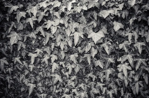 Cliché Niveaux Gris Des Feuilles Lierre — Photo