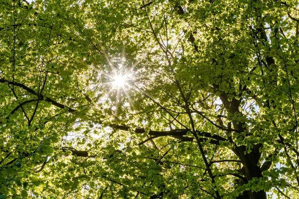 Egy Alacsony Szögű Lövés Fák Egy Parkban Napsugár Kukucskál Levelek — Stock Fotó