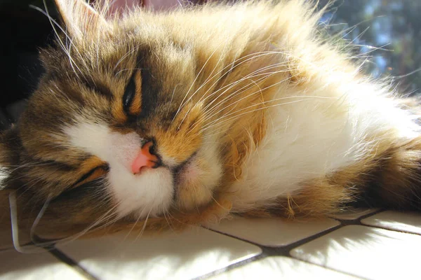 Een Close Shot Van Een Schattige Bruine Witte Kat Liggend — Stockfoto