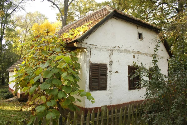 Ett Litet Vitt Sommarhus Omgivet Träd Skog — Stockfoto