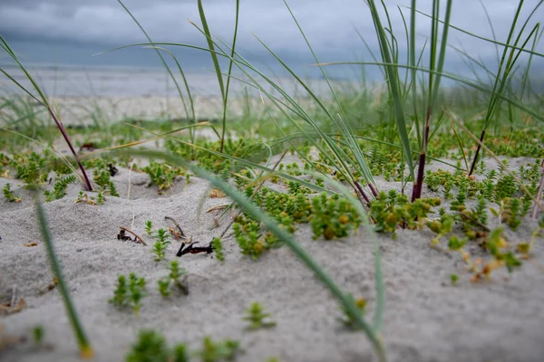 Une Mise Point Sélective Sedum Acre Fleurs Sur Plage — Photo