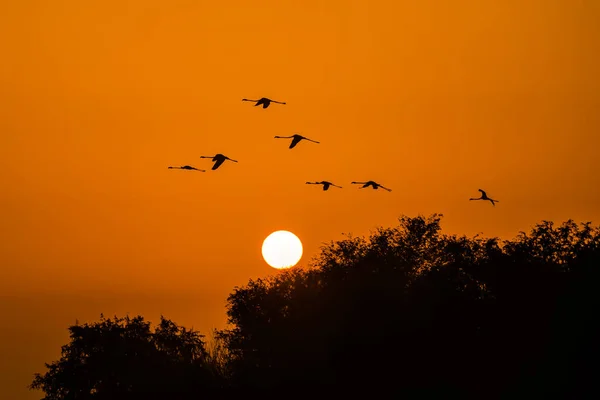 美丽的日出 飞舞的火烈鸟靠近湖边 — 图库照片