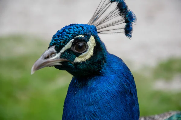 Detailní Záběr Peafowl Pod Slunečním Světlem Rozmazaným Pozadím — Stock fotografie