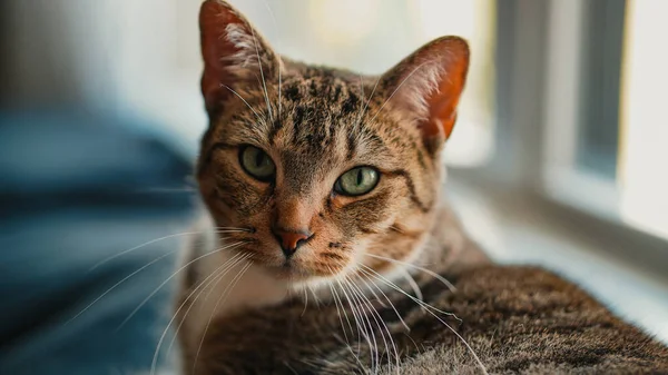 Ένα Κοντινό Πλάνο Ενός Όμορφου Πορτοκαλί Προσώπου Γάτας Πράσινα Μάτια — Φωτογραφία Αρχείου