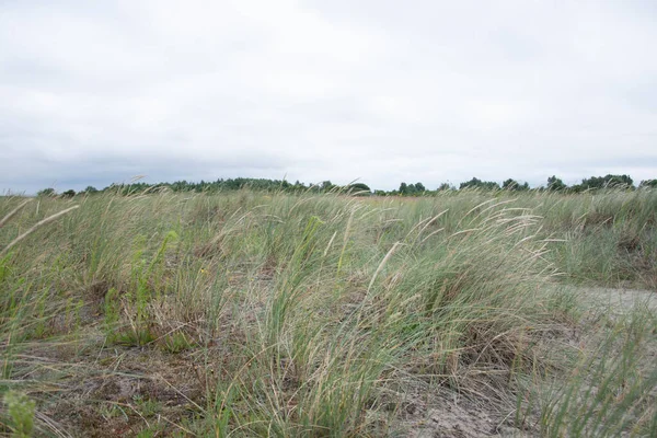 Eine Nahaufnahme Des Grases Der Den Wind Weht — Stockfoto