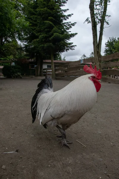 Plan Vertical Coq Blanc Marchant Autour Une Ferme Lumière Jour — Photo